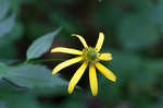 Cutleaf coneflower